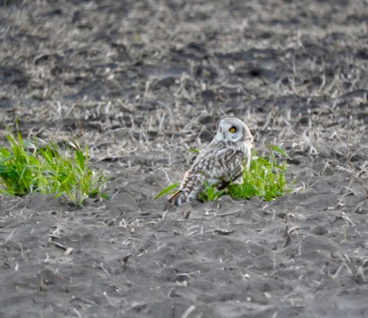 Short-eared Owl - ML633424746