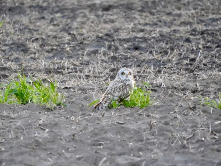 Short-eared Owl - ML633424747