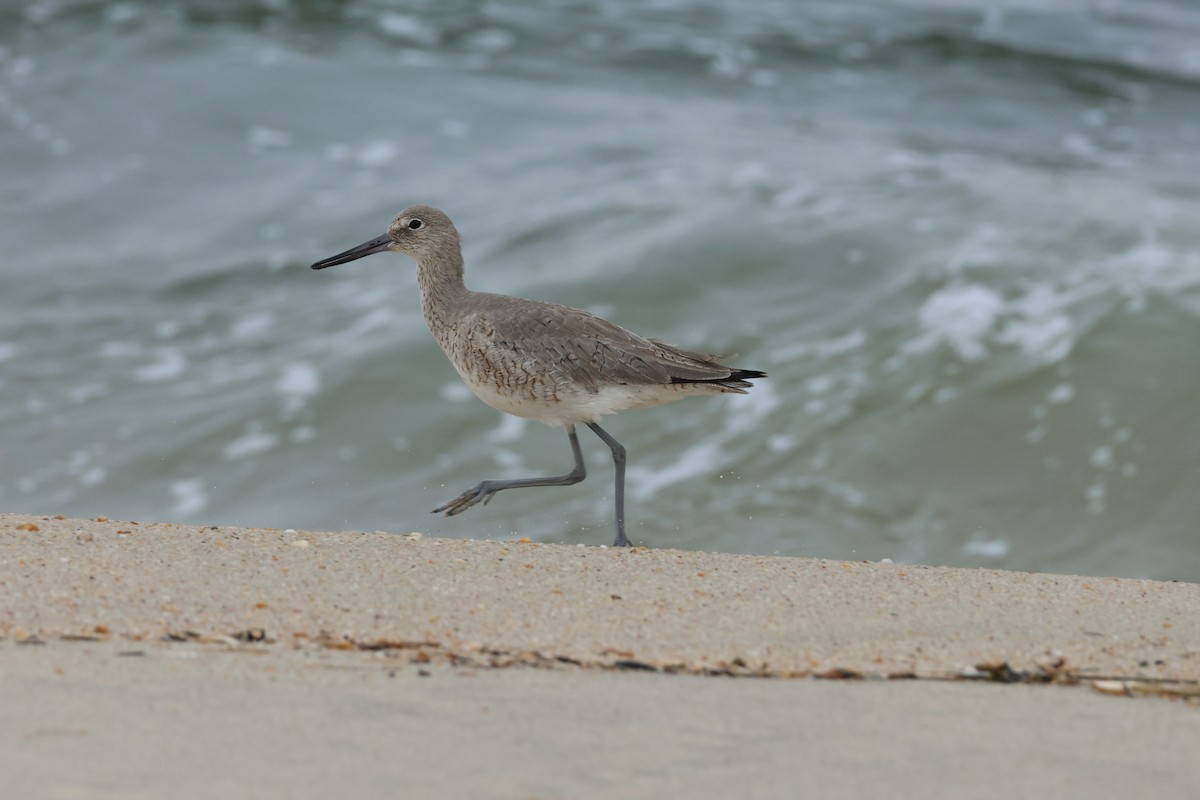 Willet (Western) - ML633424753
