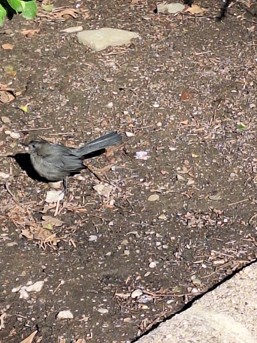 ネコマネドリ - ML633424844