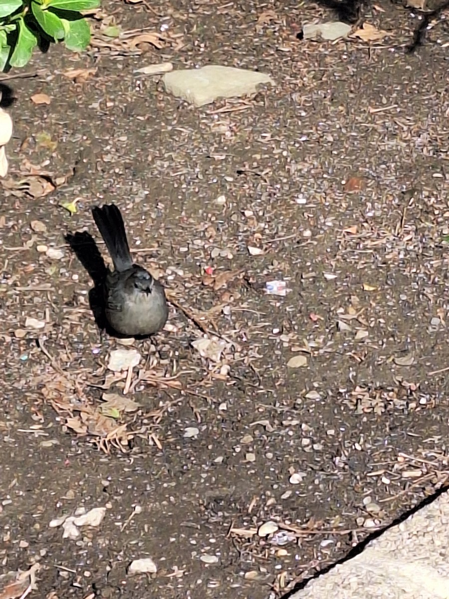 ネコマネドリ - ML633424865