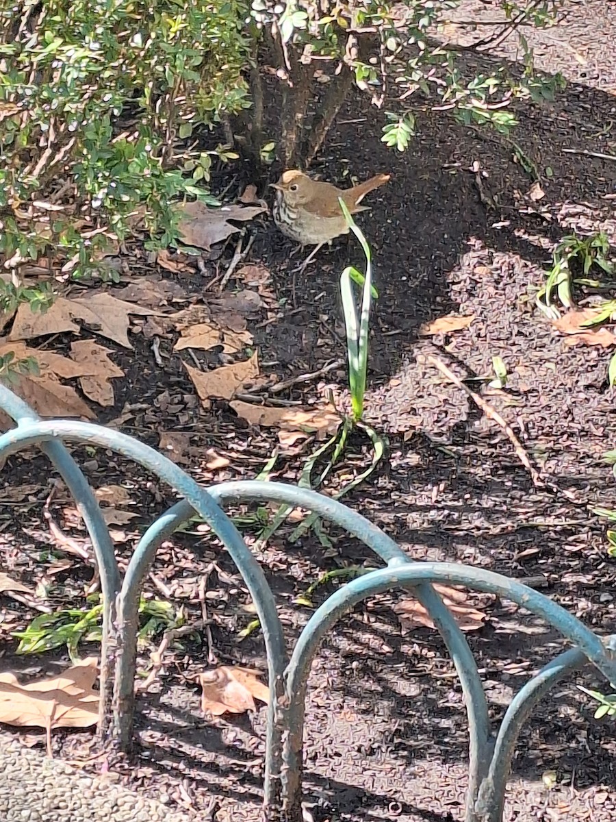 チャイロコツグミ - ML633424876