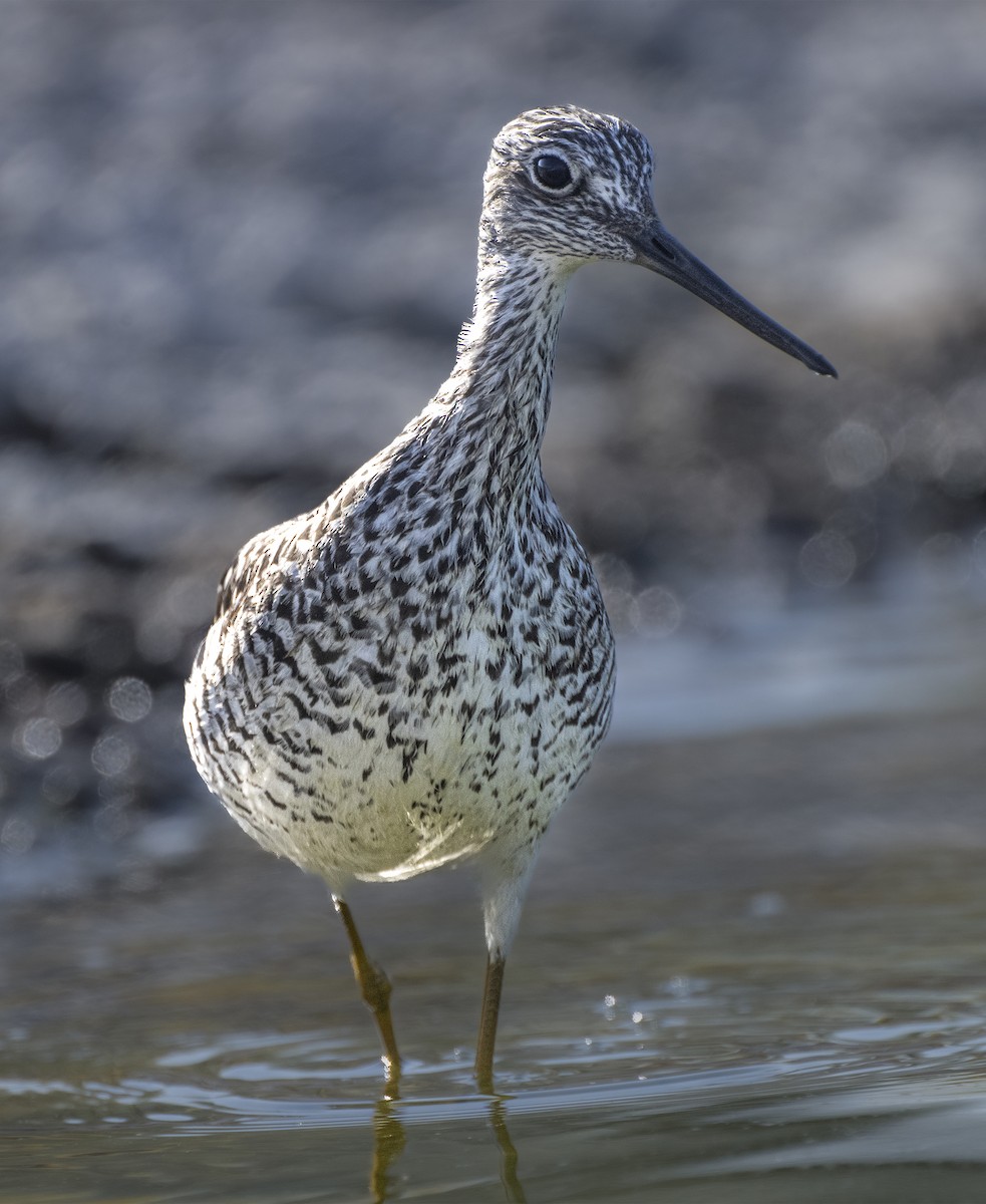 Greater Yellowlegs - ML633424887