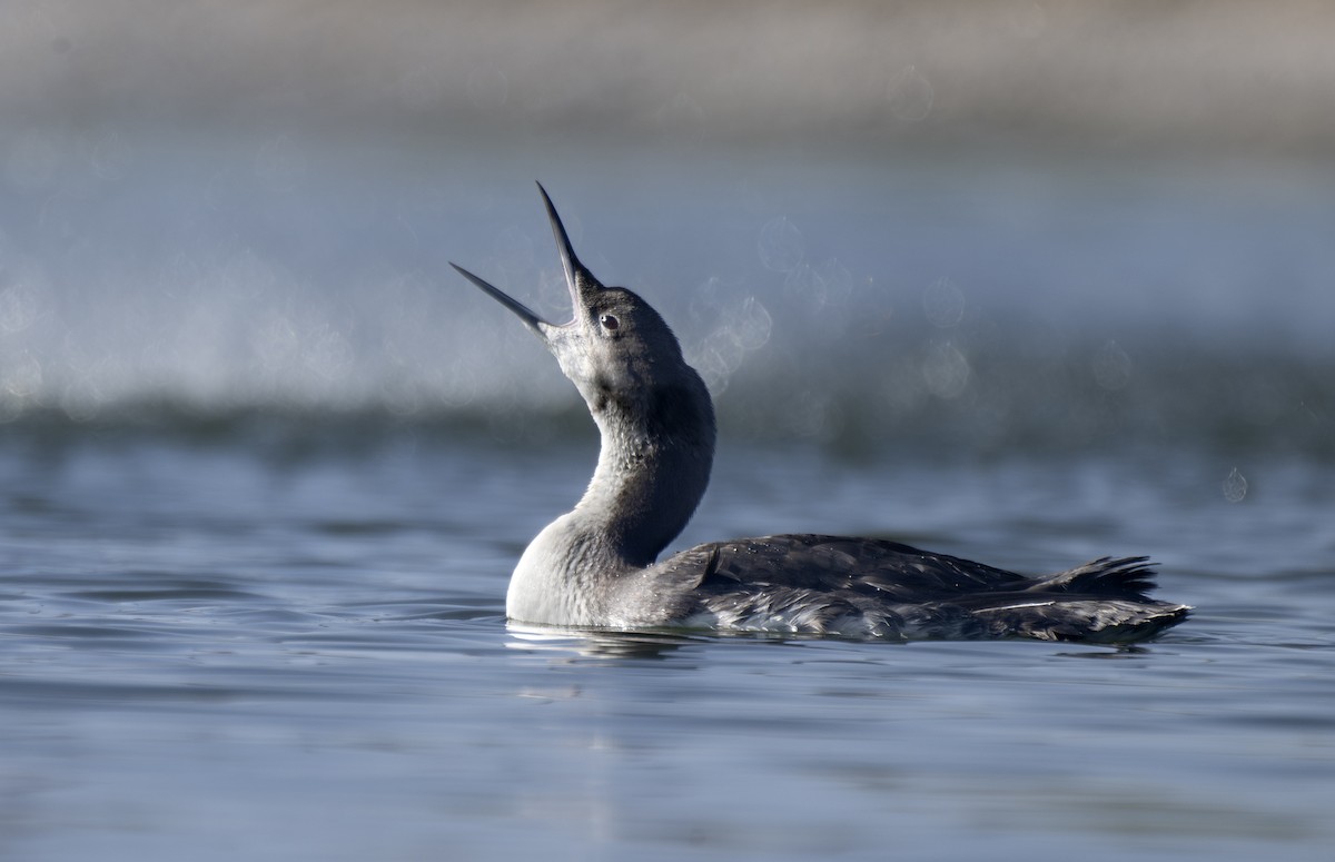 Pacific Loon - ML633424896