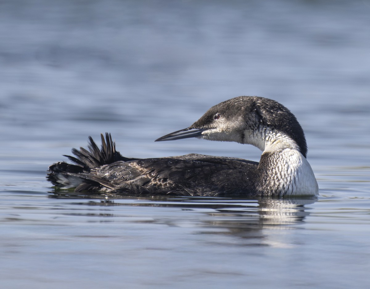 Pacific Loon - ML633424897
