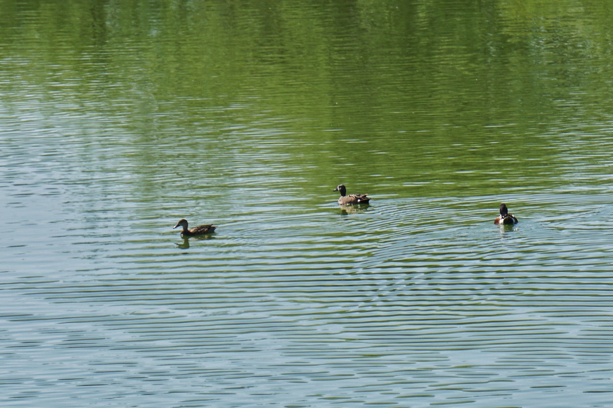 Blue-winged Teal - ML633424924