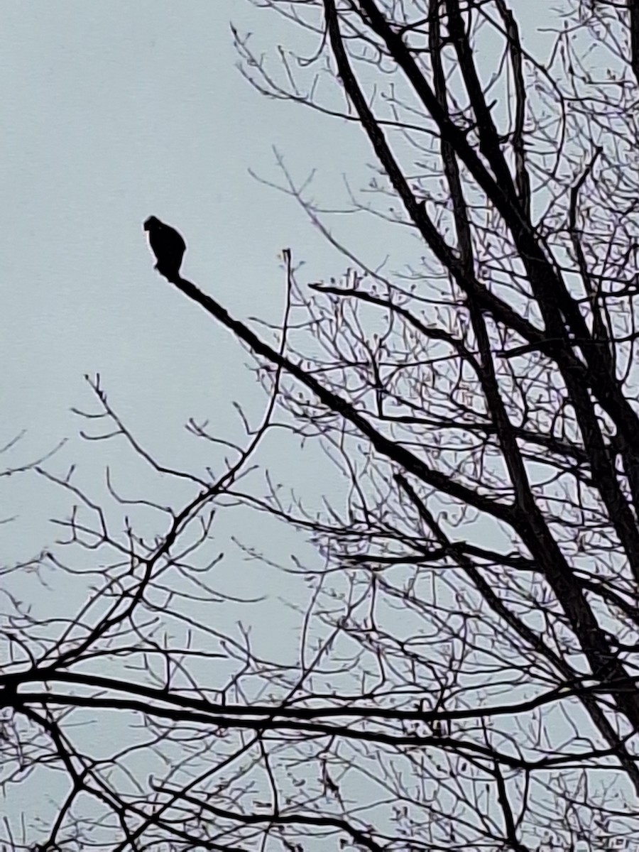 ミサゴ - ML633424937