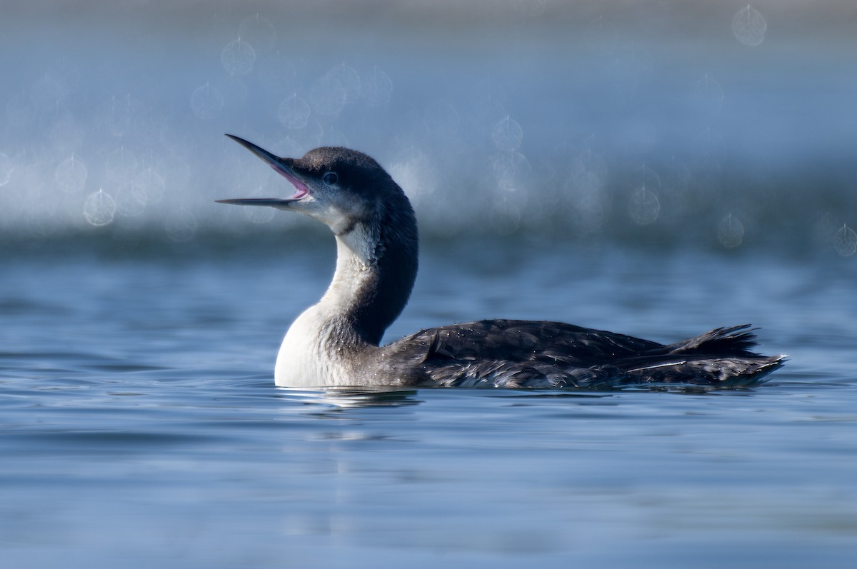 Pacific Loon - ML633425041