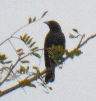 Cuban Palm-Crow - ML633425141