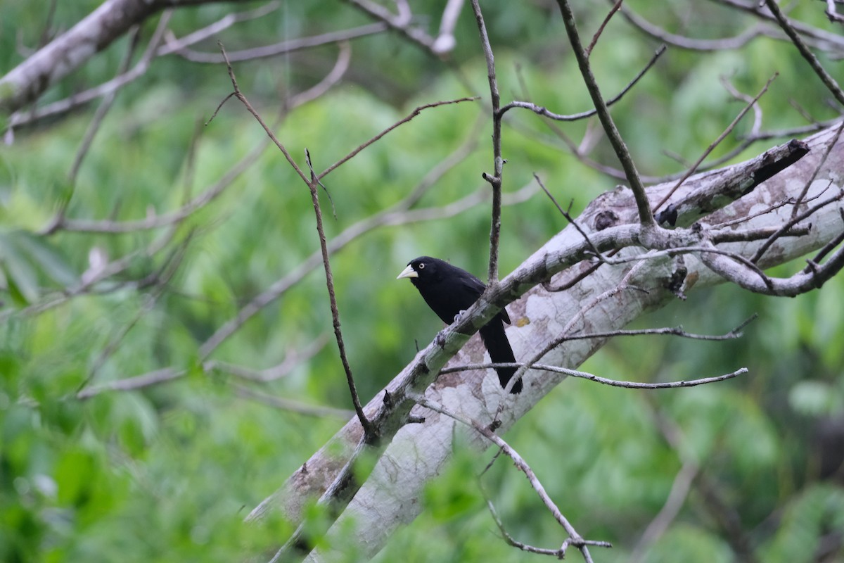 Yellow-billed Cacique - Brendan Canty