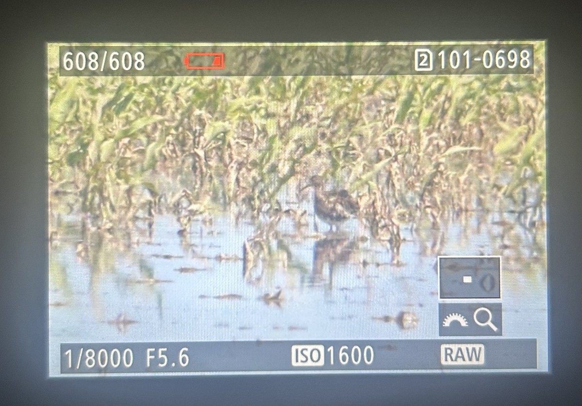 Ruff - ML633425614