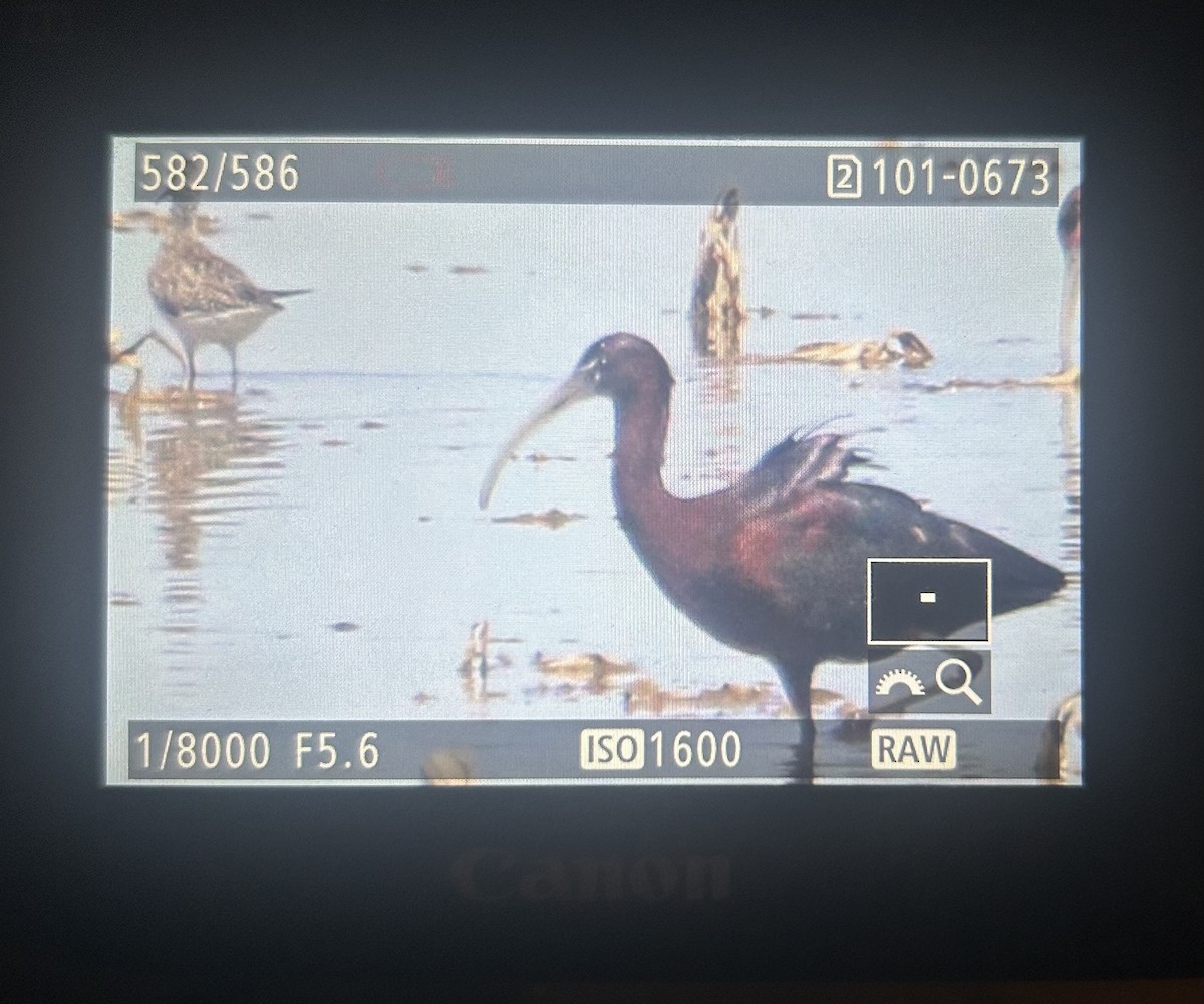 מגלן חום - ML633425633