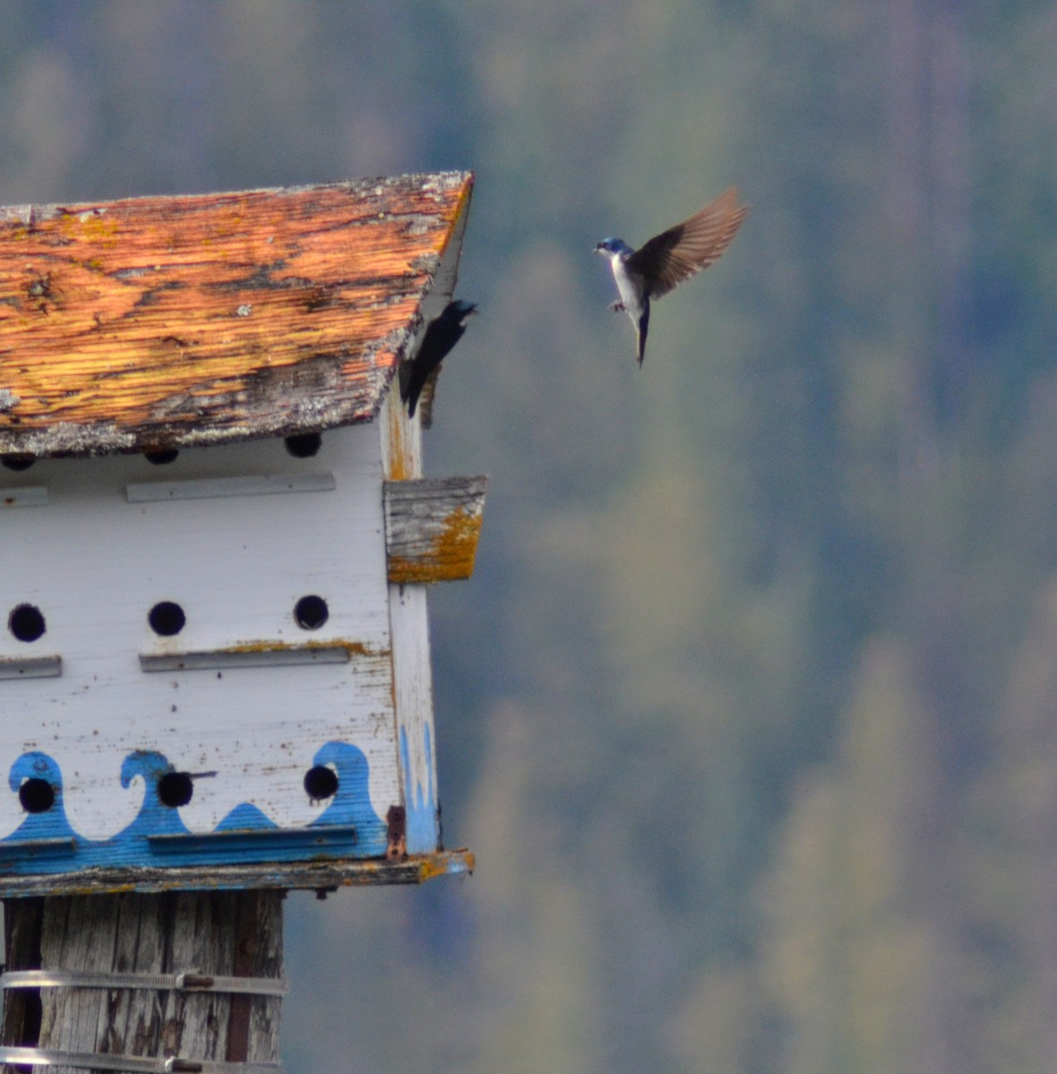 Tree Swallow - ML633425662