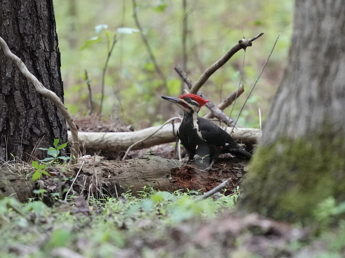 Pileated Woodpecker - ML633425860