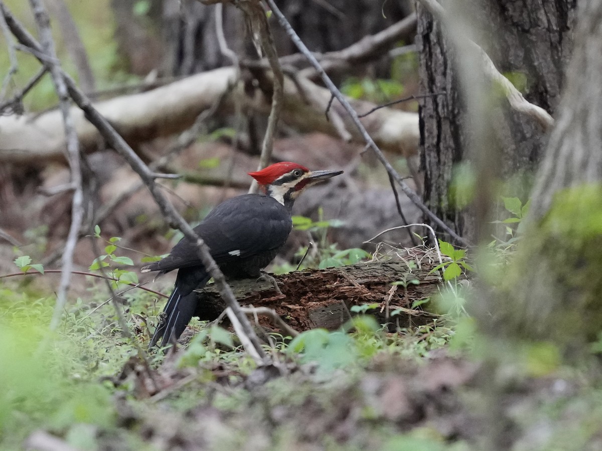 Pileated Woodpecker - ML633425861