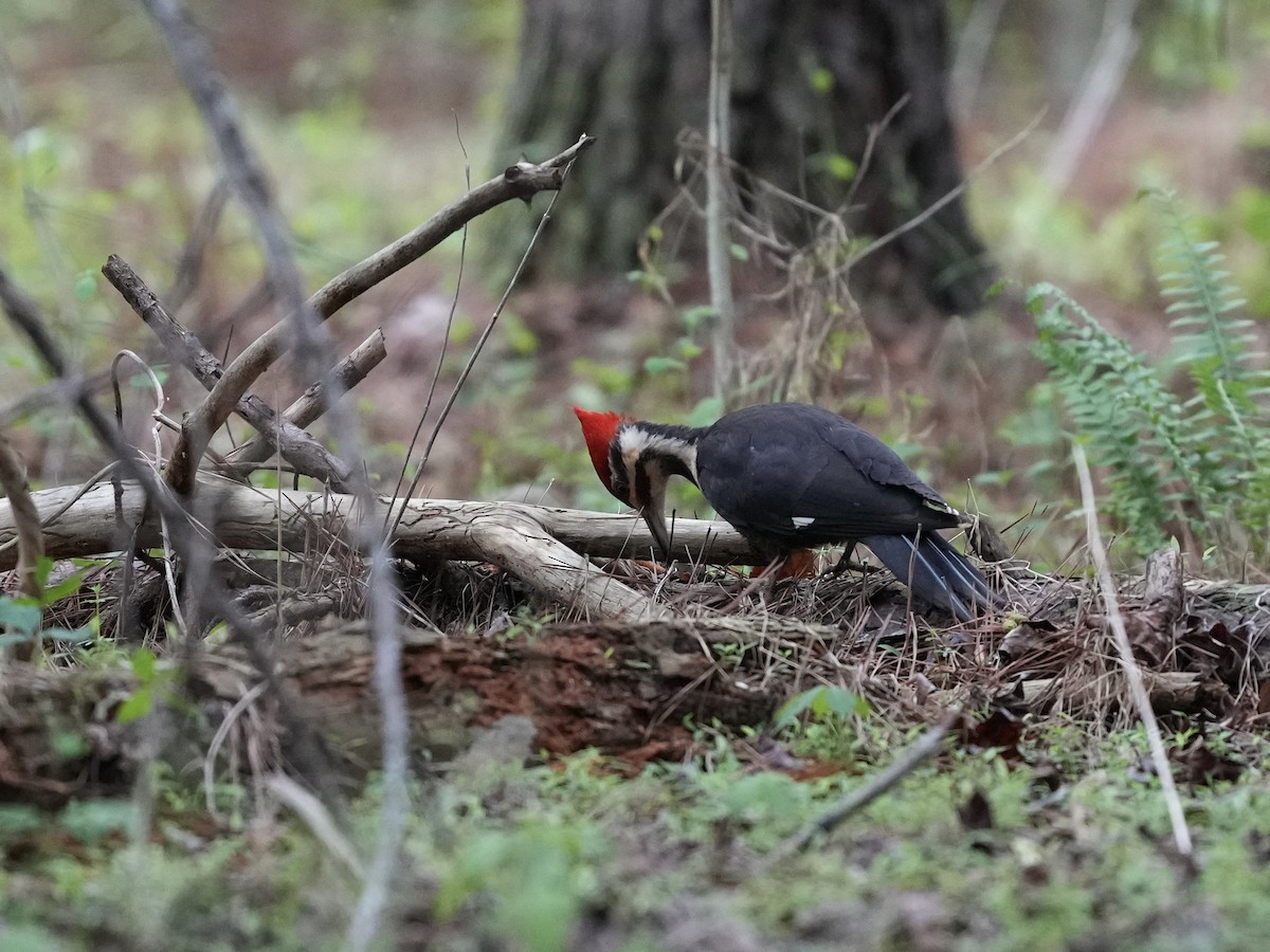 Pileated Woodpecker - ML633425862