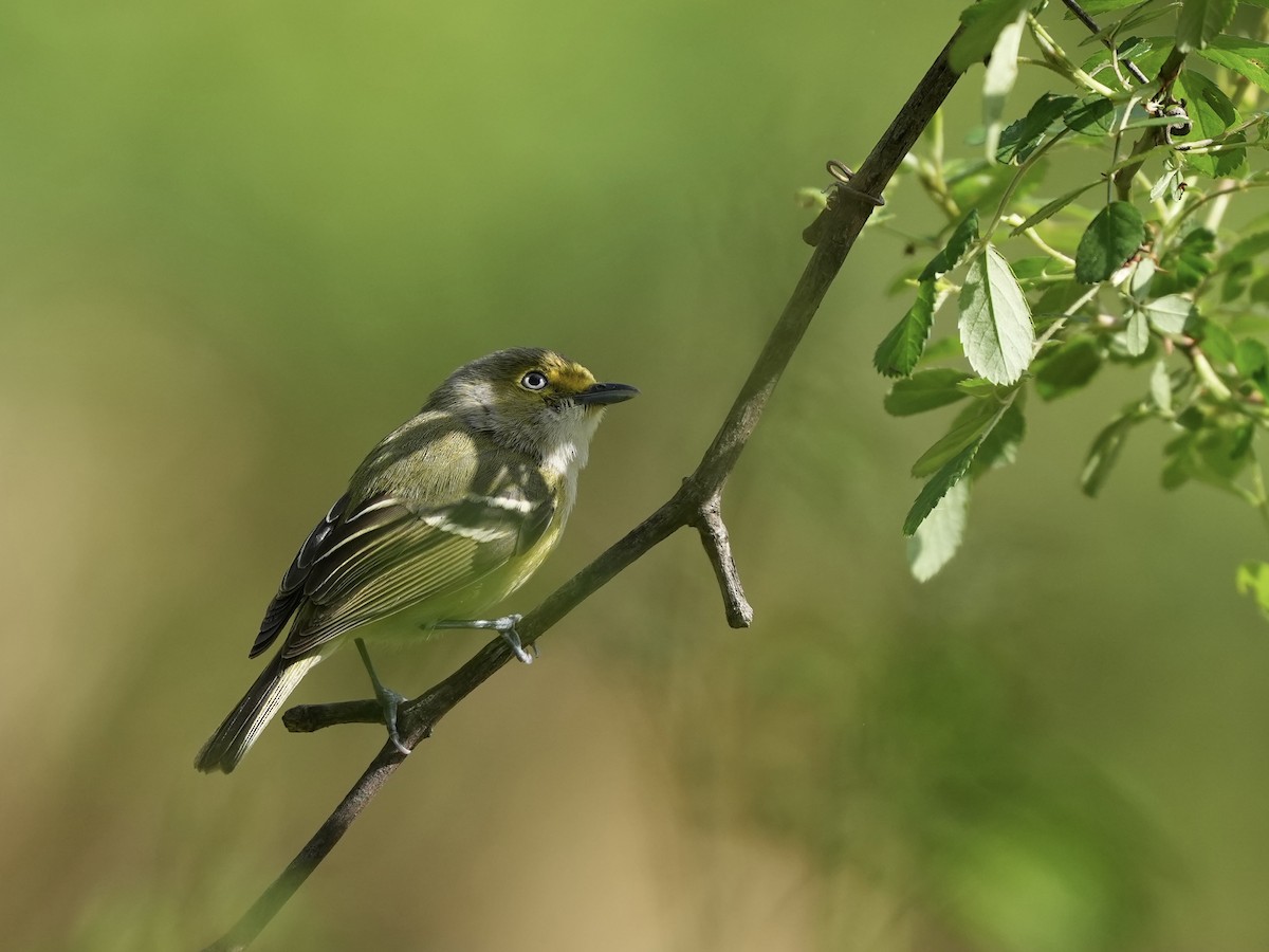 White-eyed Vireo - ML633425897