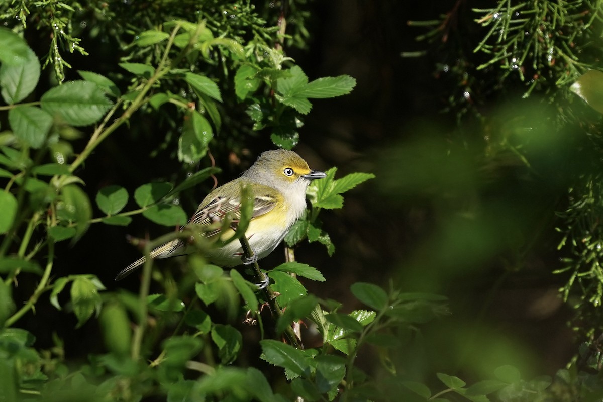 White-eyed Vireo - ML633425898