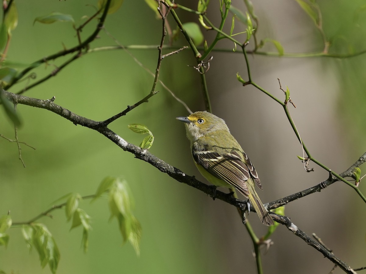 White-eyed Vireo - ML633425899