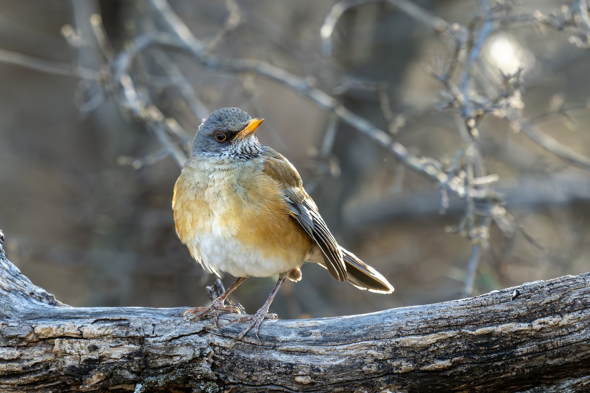 Rufous-backed Robin - ML633425916