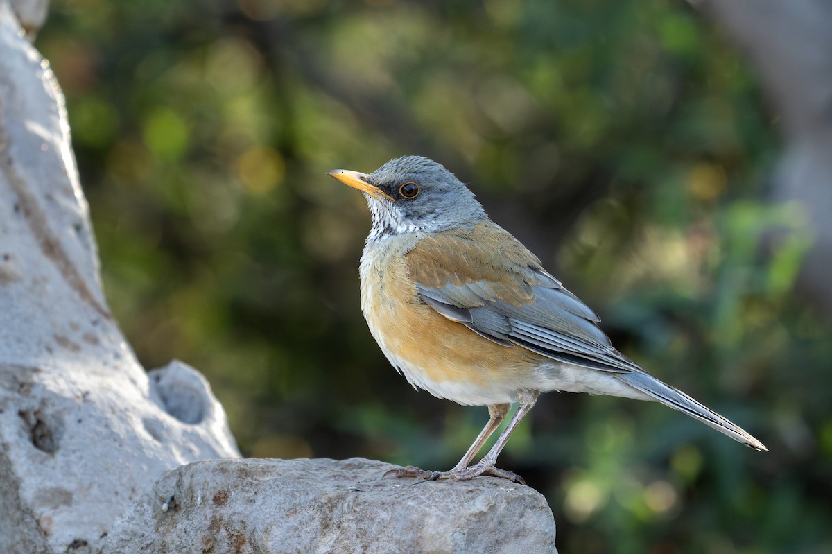 Rufous-backed Robin - ML633425917