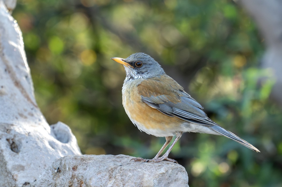 Rufous-backed Robin - ML633425918