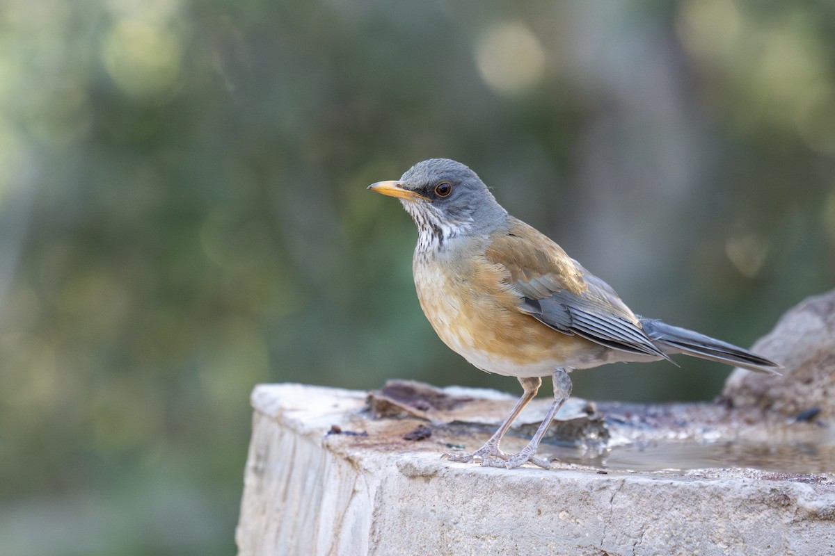 Rufous-backed Robin - ML633425919