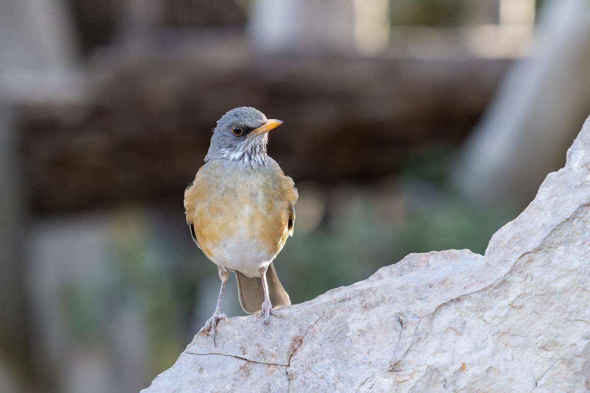 Rufous-backed Robin - ML633425920