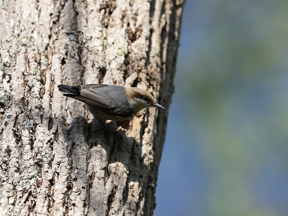 Brown-headed Nuthatch - ML633425925
