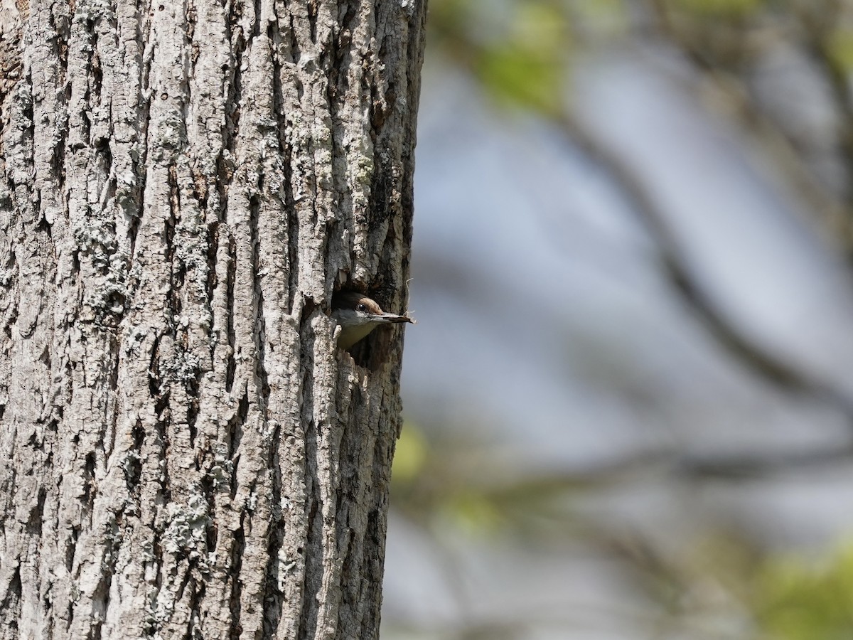 Brown-headed Nuthatch - ML633425926