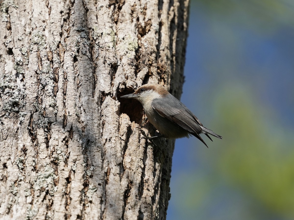 Brown-headed Nuthatch - ML633425927