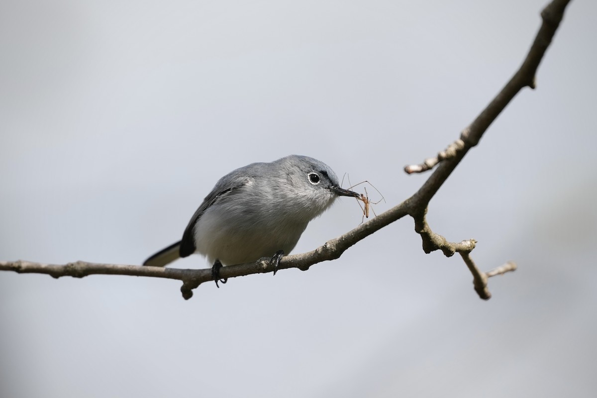 Blue-gray Gnatcatcher - ML633425958