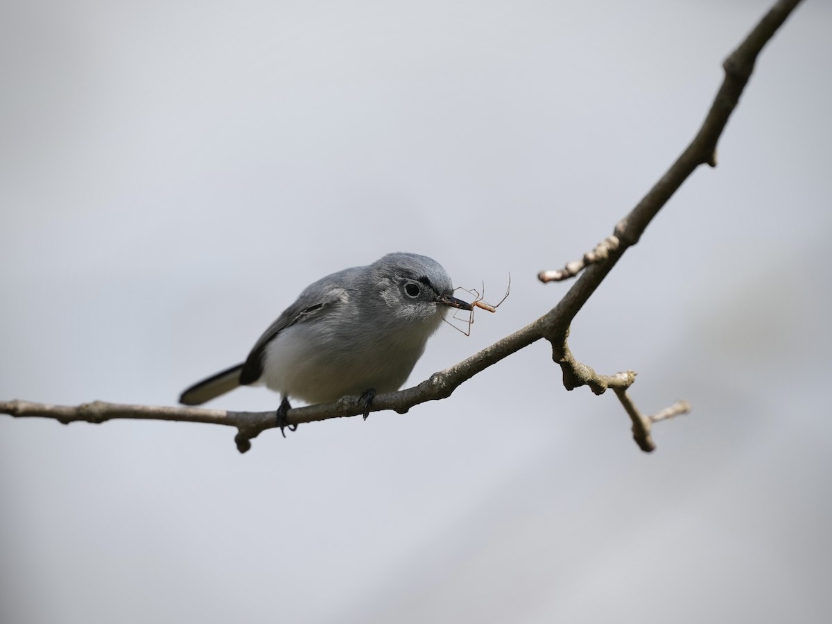 Blue-gray Gnatcatcher - ML633425959