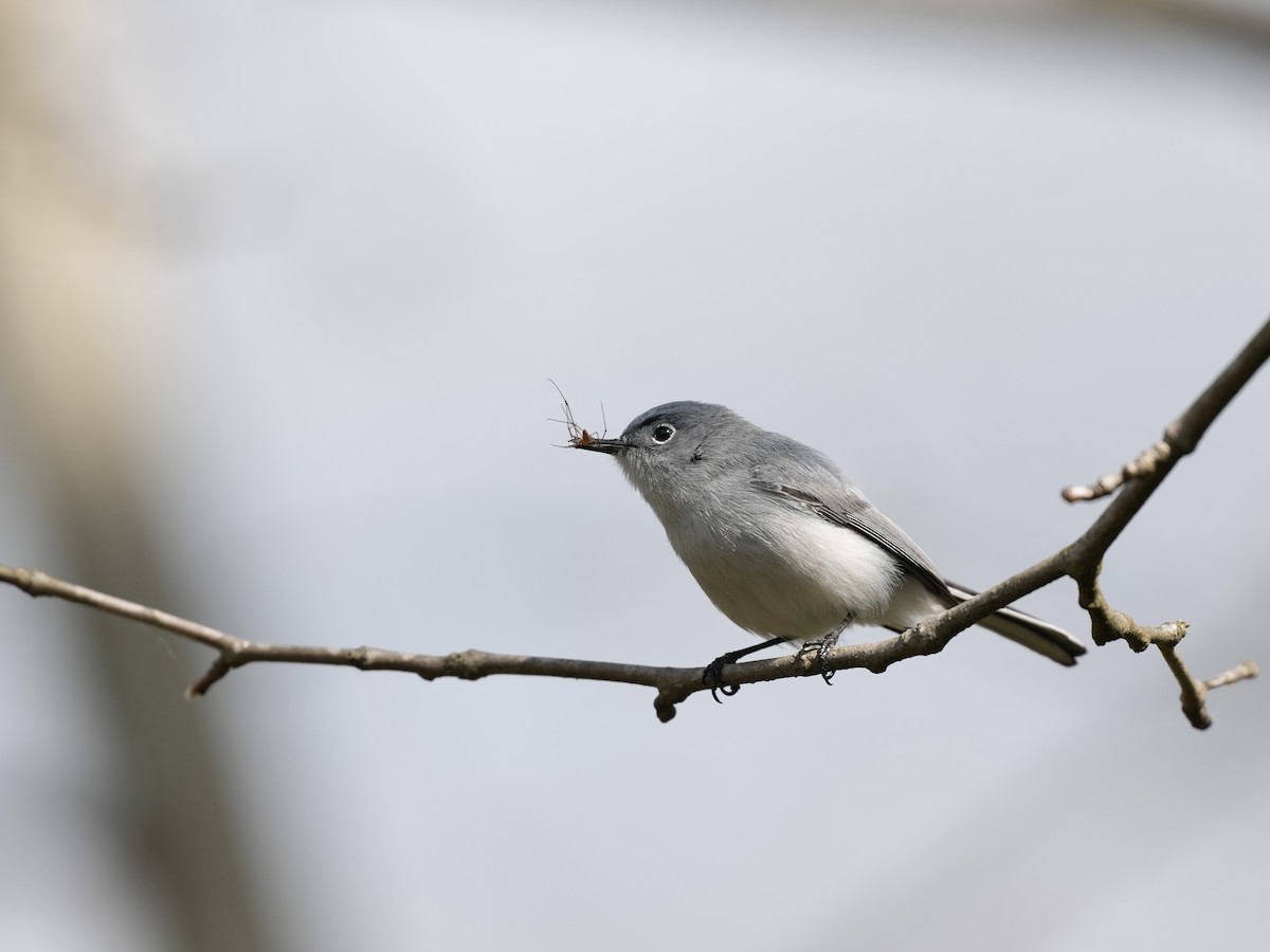 Blue-gray Gnatcatcher - ML633425960