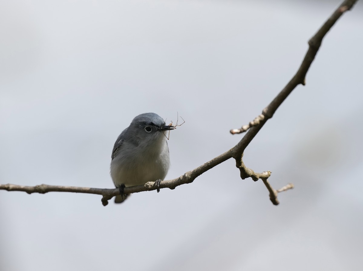 Blue-gray Gnatcatcher - ML633425961