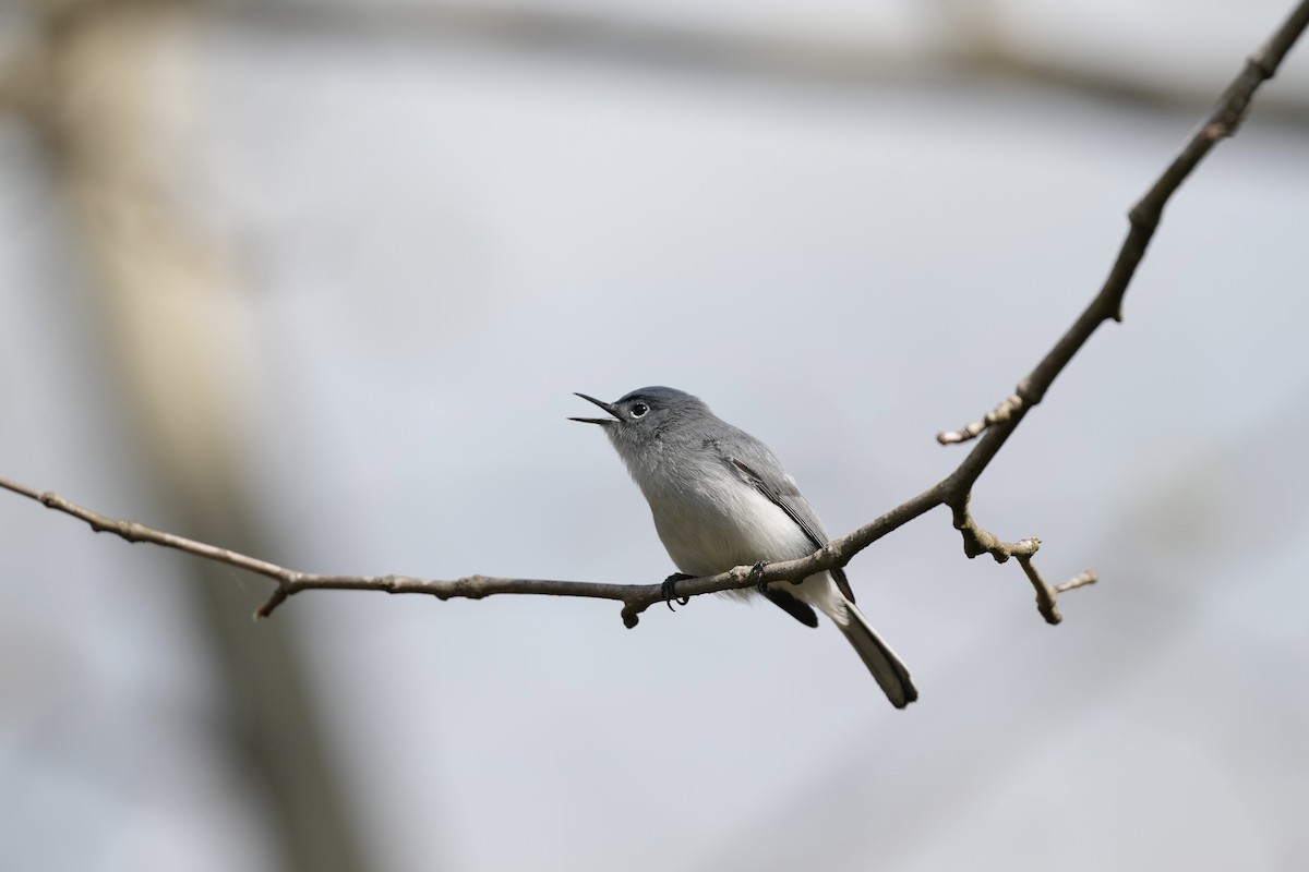 Blue-gray Gnatcatcher - ML633425966