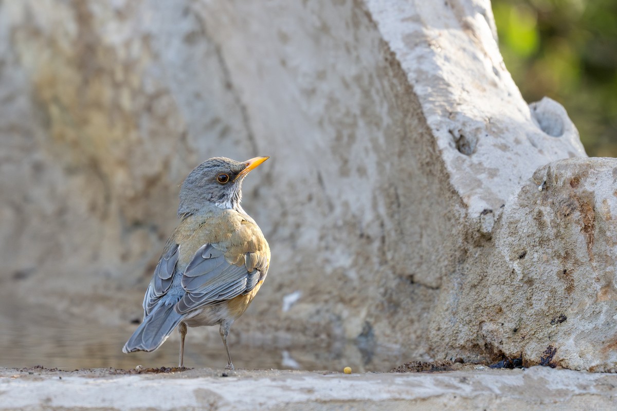 Rufous-backed Robin - ML633425993