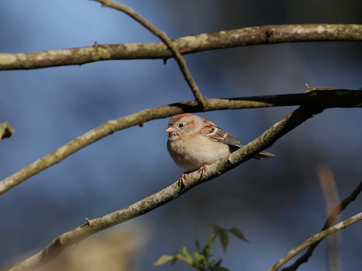 Field Sparrow - ML633426001