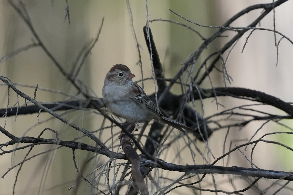 Field Sparrow - ML633426002