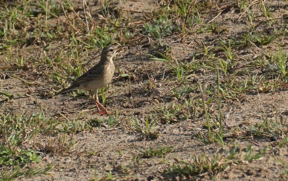 Paddyfield Pipit - John Daniel
