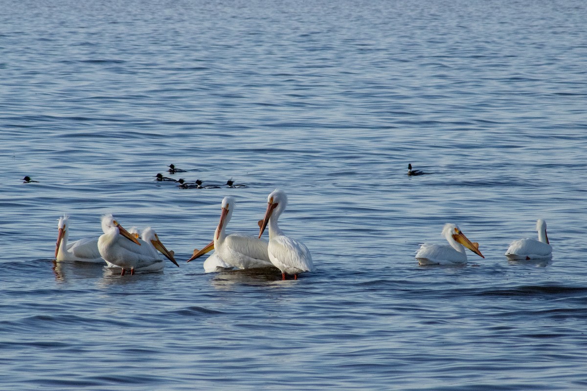 American White Pelican - ML633426029