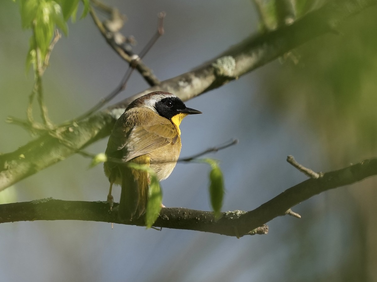 Common Yellowthroat - ML633426037