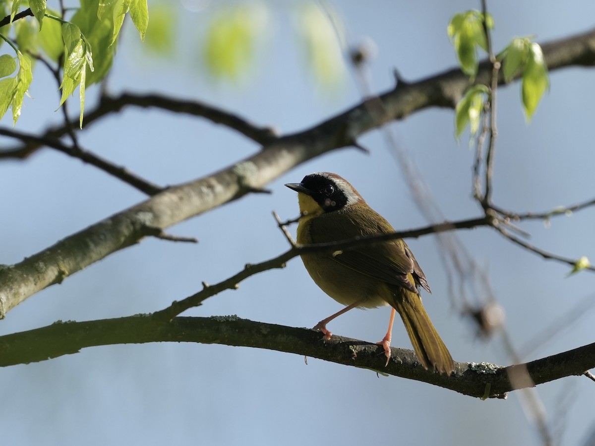Common Yellowthroat - ML633426038