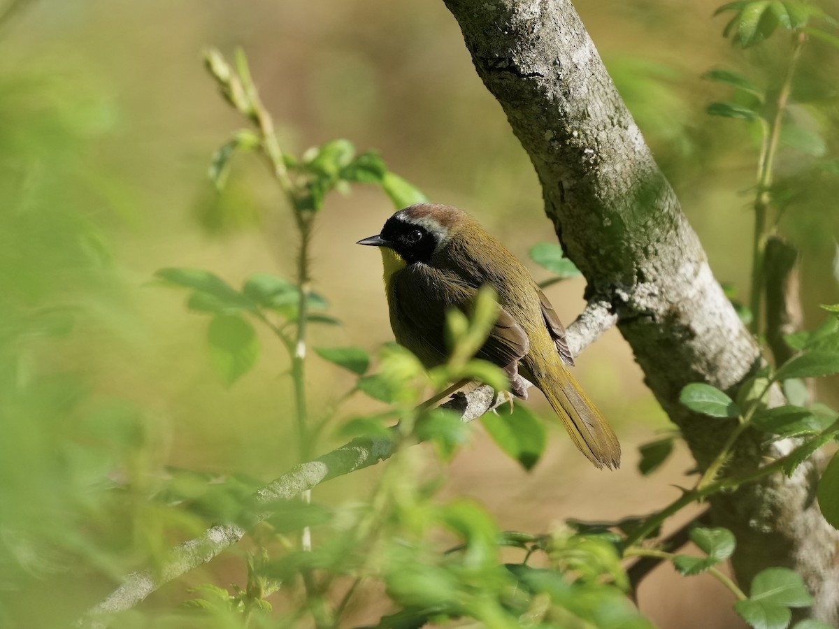 Common Yellowthroat - ML633426039