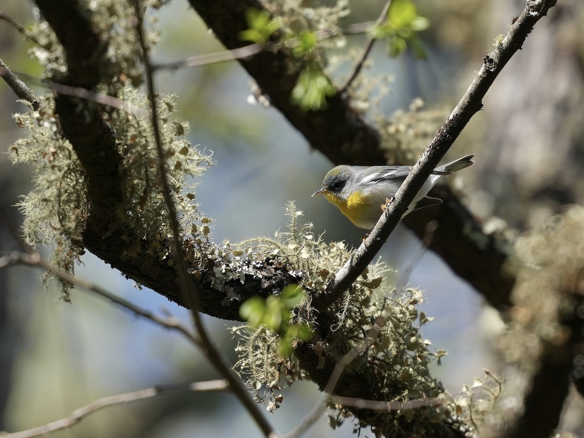 Northern Parula - ML633426068
