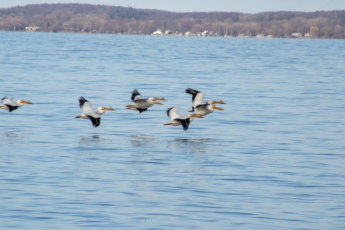 American White Pelican - ML633426072