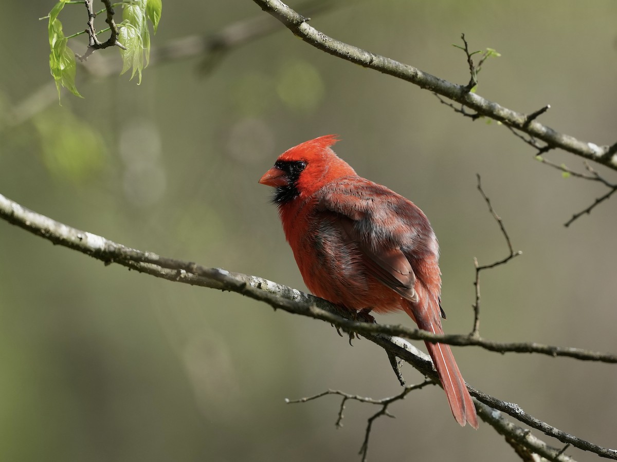 Northern Cardinal - ML633426096