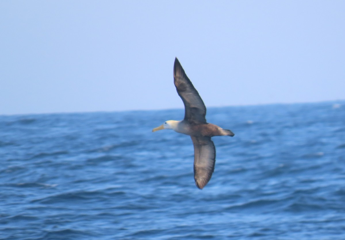 Waved Albatross - ML633426128