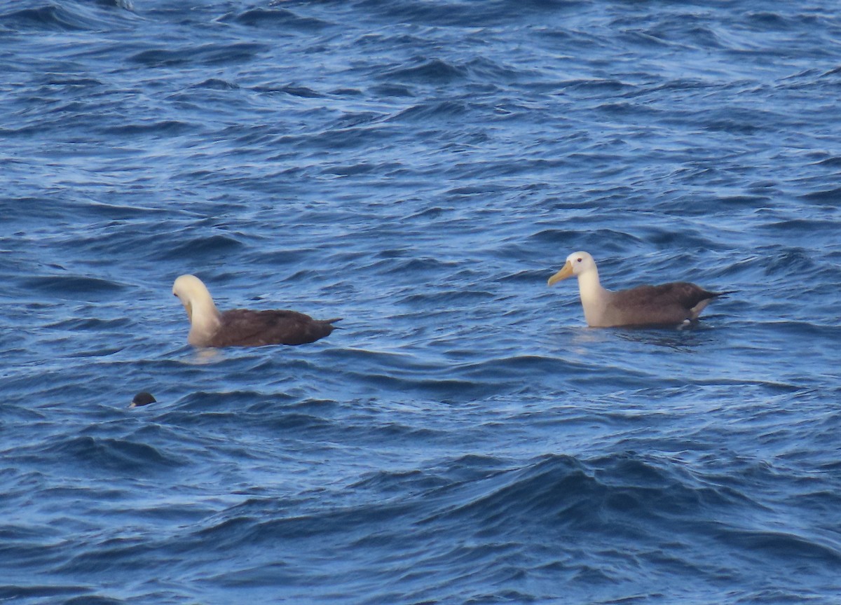 Waved Albatross - ML633426129