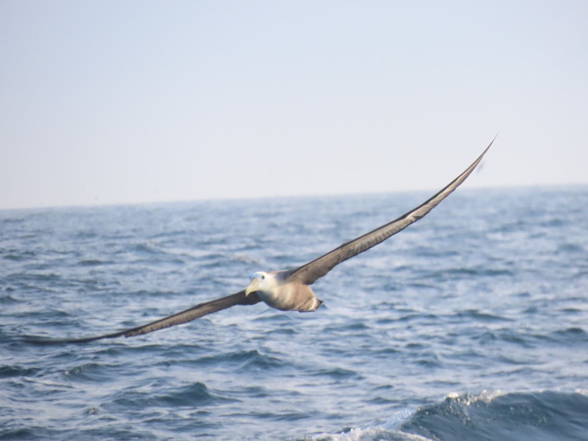 Waved Albatross - ML633426130